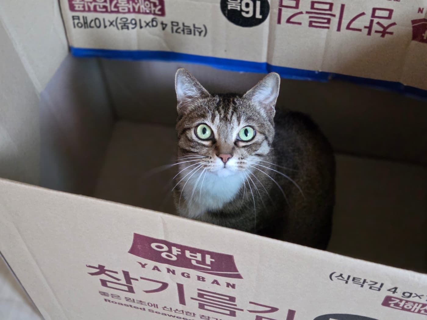 겨울이의 모습