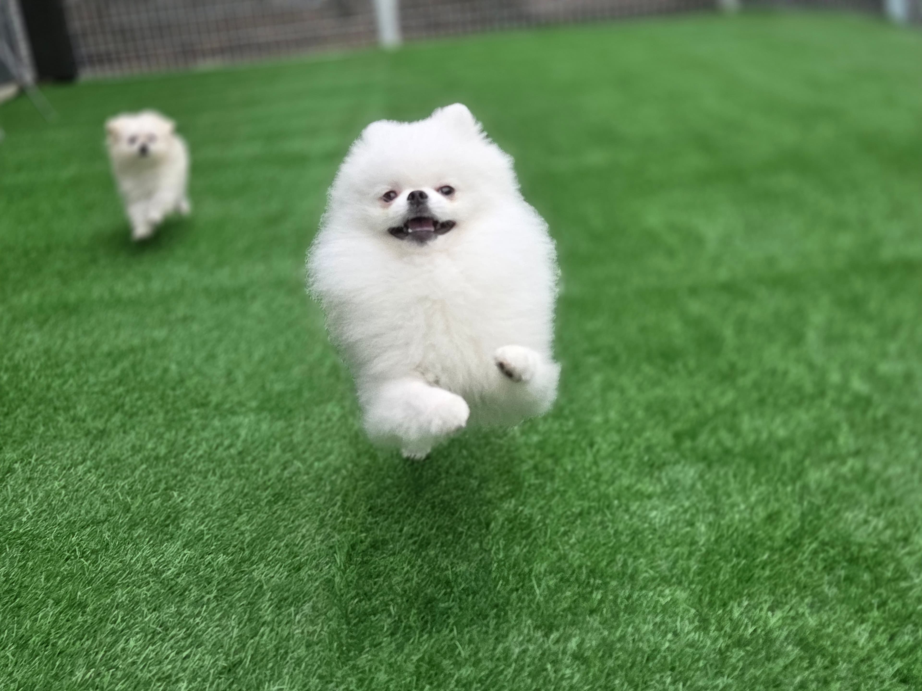 뿡이의 모습