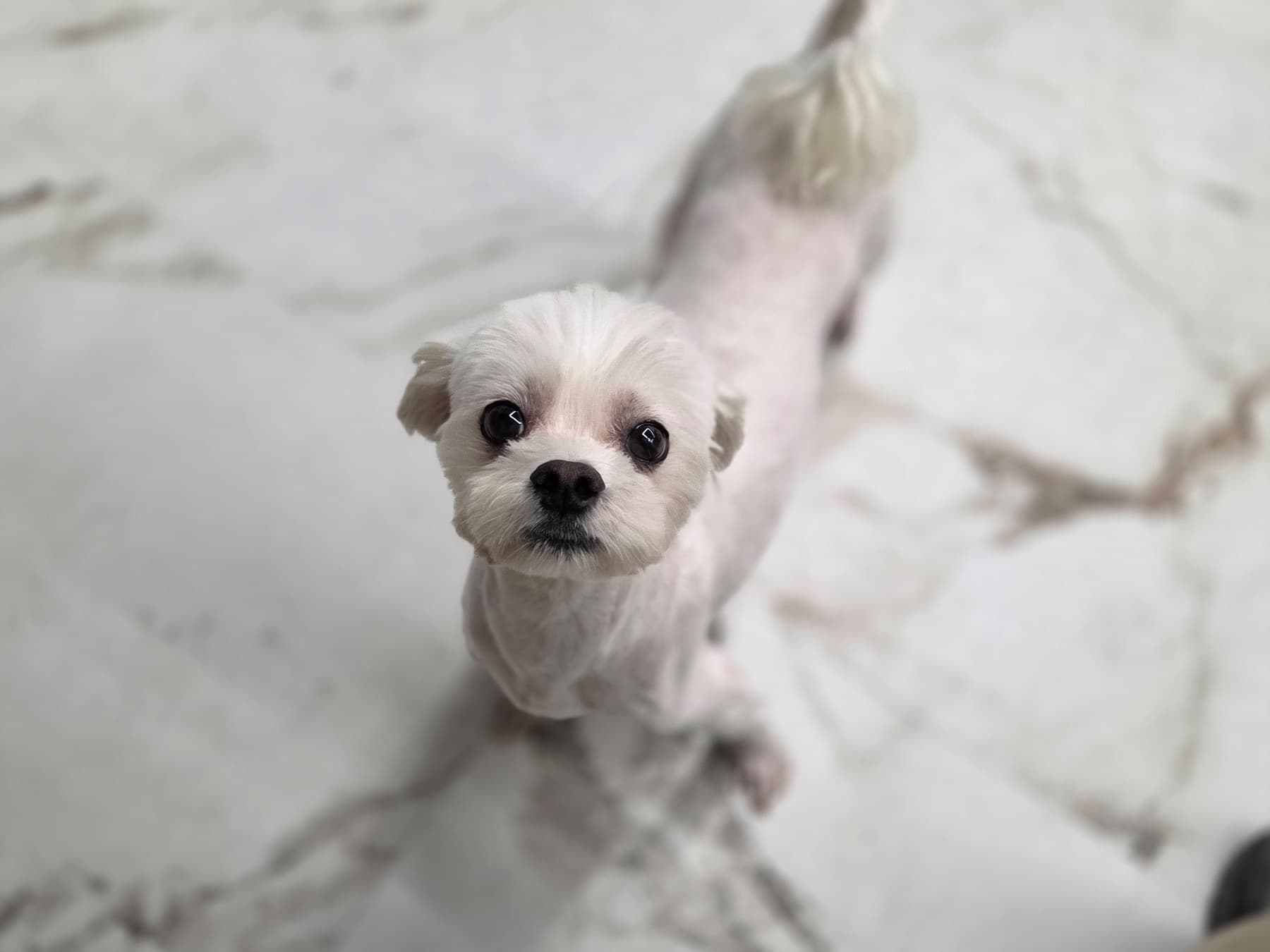 똘망이의 모습