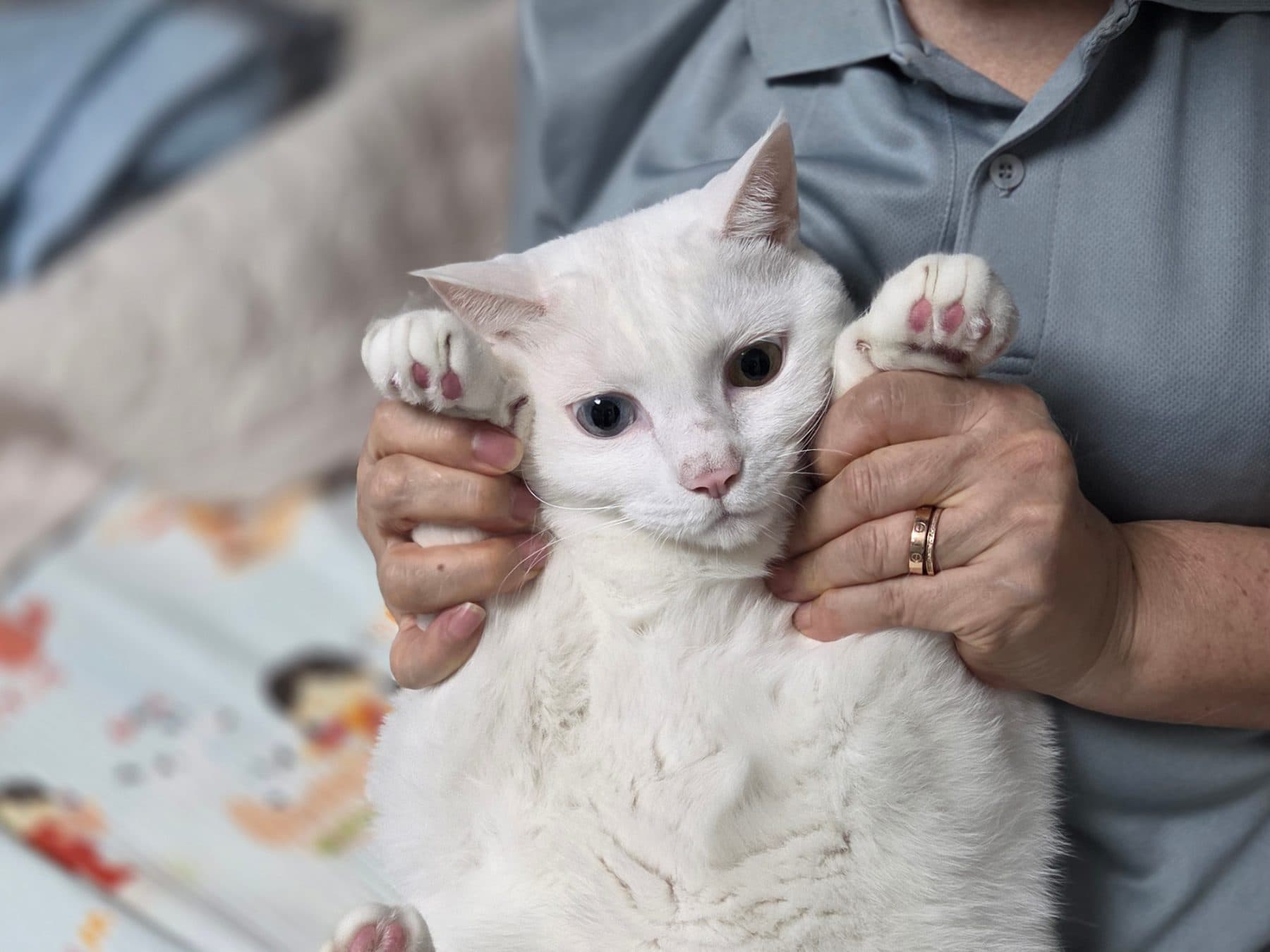 보리의 모습